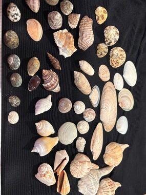 SEASHELLS LOT ~ Assorted Natural Seashell Lot Collection — Neutral Tones